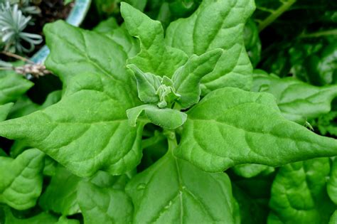 spinach replacement